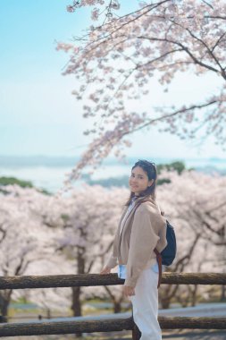 Baharda Sakura Kiraz Çiçeği 'ni gezen bir turist. Saigyo Modoshi no Matsu 'ya Matsushima Körfezi üzerinden seyahat eden mutlu gezgin, Miyagi Bölgesi, Japonya. Meşhur Tarihi Yer ve Tatil