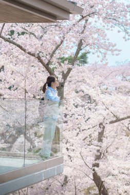 Baharda Sakura Kiraz Çiçeği 'ni gezen bir turist. Saigyo Modoshi no Matsu 'ya Matsushima Körfezi üzerinden seyahat eden mutlu gezgin, Miyagi Bölgesi, Japonya. Meşhur Tarihi Yer ve Tatil