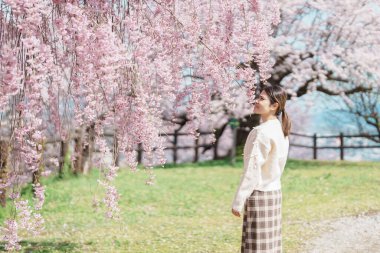 Baharda Sakura Kiraz Çiçeği 'ni gezen bir turist, Japonya' nın Tohoku kentindeki Yamagata bölgesindeki Tendo Park veya Maizuru Park 'ta gezen mutlu bir gezgin. Meşhur Seyahat ve Tatil Tarihi 