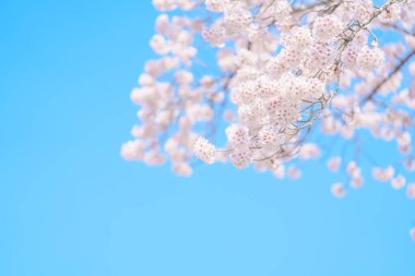 Güzel bir bahar günü, parkta mavi gökyüzüne karşı kiraz çiçeği, güneş ışığında çiçek açan Somei Yoshino Sakura. Japonya bahar sezonu için arka plan, şablon ve duvar kağıdı ve Hanami pikniği 