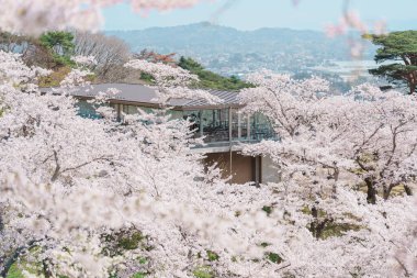 Matsushima Körfezi ve Sakura kiraz çiçekleri Saigyo modoshi no matsu park, Sendai şehri, Miyagi Bölgesi, Tohoku, Japonya. Şehir simgesi ve turistlerin ilgi odağı olmasıyla ünlüdür. Japonya gezisi
