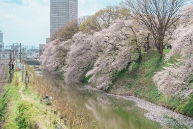 Bahar mevsiminde Sakura Kiraz Çiçeği ile Kajo Park Yamagata Kalesi kalıntıları, Yamagata bölgesinin ünlü simgesi Tohoku, Japonya. Japonya 'da Seyahat ve Tatil