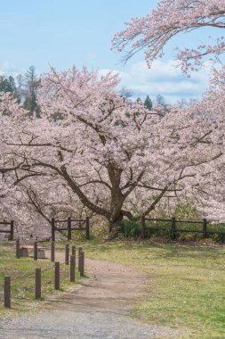 Bahar mevsiminde Sakura Kiraz Çiçeği ile Tendo Parkı veya Maizuru Parkı, Yamagata ilinin turistik merkezleri Tohoku, Japonya