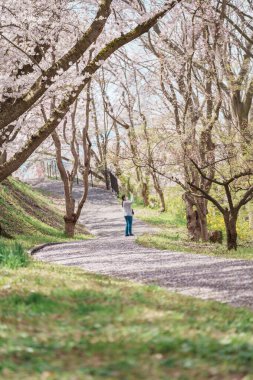 Bahar mevsiminde Sakura Kiraz Çiçeği ile Tendo Parkı veya Maizuru Parkı, Yamagata ilinin turistik merkezleri Tohoku, Japonya