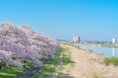 Kitakami Tenshochi Parkı ve Sakura Kiraz Çiçeği İlkbaharda, Kitakami Festivali. Iwate Bölgesi, Japonya 'da Iwate Dağı ve Kitakami Nehri. Seyahat ve Tatil için Meşhur Tarihi Yer 