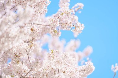 Güzel bir bahar günü, parkta mavi gökyüzüne karşı kiraz çiçeği, güneş ışığında çiçek açan Somei Yoshino Sakura. Japonya bahar sezonu için arka plan, şablon ve duvar kağıdı ve Hanami pikniği 