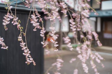 Kakunodate Samuray Köyü 'nde ağlayan güzel Shidarezakura Kiraz Çiçeği ya da Kakunodate Kasabası' nda Küçük Kyoto, Semboku Bölgesi, Akita Bölgesi, Japonya. Tarihi Eserler ve Tatil