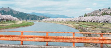 Kakunodate kasabası Semboku Bölgesi, Akita Bölgesi, Japonya 'daki Hinokinai Nehri nehir kıyısındaki güzel Sakura Kiraz Çiçeği. Bahar mevsiminde dönüm noktası ve tatil 