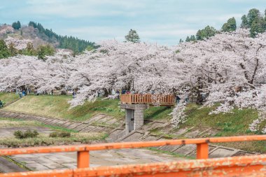 Kakunodate kasabası Semboku Bölgesi, Akita Bölgesi, Japonya 'daki Hinokinai Nehri nehir kıyısındaki güzel Sakura Kiraz Çiçeği. Bahar mevsiminde dönüm noktası ve tatil 
