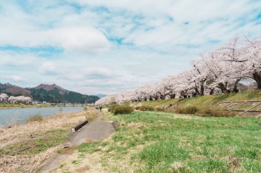 Kakunodate kasabası Semboku Bölgesi, Akita Bölgesi, Japonya 'daki Hinokinai Nehri nehir kıyısındaki güzel Sakura Kiraz Çiçeği. Bahar mevsiminde dönüm noktası ve tatil 