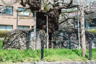 İlkbaharda kiraz ağacı ya da Ishiwarizakura kırılması. Iwate, Japonya 'nın Morioka şehrinde seyahat ediyor. Ünlü Landmark Seyahat ve Tatil Yeri