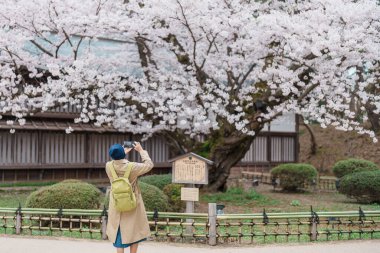 Hirosaki Kiraz Çiçeği Festivali 'nde En Eski Somei Yoshino sakura' yı gezen turistler, Hirosaki kale parkı, Aomori, Tohoku, Japonya 'da seyahat ediyorlar. Japonya 'da çok ünlü. Seyahat ve Tatil 