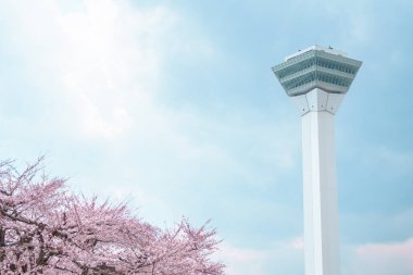Bahar mevsiminde güzel Sakura Kiraz Çiçeği. Hakodate şehrindeki Goryokaku Kulesi Parkı, Hokkaido ili, Japonya. Meşhur Landmark, Japonya Seyahat ve Tatil Yeri