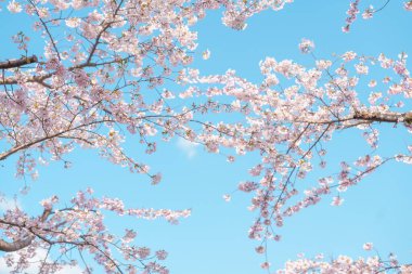 Güzel bir bahar günü, parkta mavi gökyüzüne karşı kiraz çiçeği, güneş ışığında çiçek açan Somei Yoshino Sakura. Japonya bahar sezonu için arka plan, şablon ve duvar kağıdı ve Hanami pikniği 