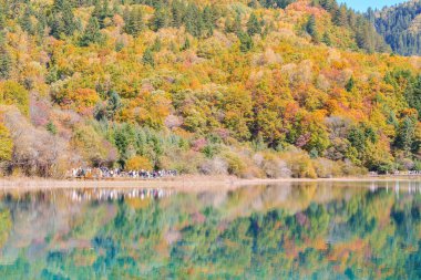 Sahne Jiuzhaigou Ulusal Parkı Sichuan, Çin. Güz mevsiminde Güzel Beş Çiçek Gölü. Chengdu, Çin yakınlarındaki ünlü Landmark ve Tatil. Asya seyahat kavramı 