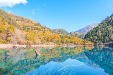 Sahne Jiuzhaigou Ulusal Parkı Sichuan, Çin. Güz mevsiminde Güzel Beş Çiçek Gölü. Chengdu, Çin yakınlarındaki ünlü Landmark ve Tatil. Asya seyahat kavramı 