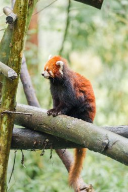 Şirin Kızıl Panda, Ailurus fulgens veya Chengdu Panda Üreme Araştırma Merkezi Dujiangyan 'daki ormandaki küçük panda. Chengdu, Çin 'de turistler için önemli ve popüler bir yer. Seyahat ve Tatil 