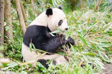 Şirin Dev Panda, Ailuropoda melanoleuca ya da Chengdu Panda Üreme Araştırma Merkezi Dujiangyan 'daki ormandaki panda. Chengdu, Çin 'de turistler için önemli ve popüler bir yer.. 