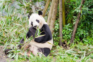 Şirin Dev Panda, Ailuropoda melanoleuca ya da Chengdu Panda Üreme Araştırma Merkezi Dujiangyan 'daki ormandaki panda. Chengdu, Çin 'de turistler için önemli ve popüler bir yer.. 