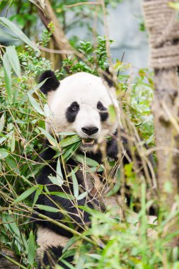 Şirin Dev Panda, Ailuropoda melanoleuca ya da Chengdu Panda Üreme Araştırma Merkezi Dujiangyan 'daki ormandaki panda. Chengdu, Çin 'de turistler için önemli ve popüler bir yer.. 