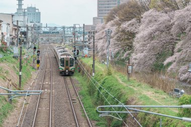 Bahar mevsiminde Sakura Kiraz Çiçeği ile Kajo Park Yamagata Kalesi harabeleri. Yamagata Bölgesi, Tohoku, Japonya, 20 Nisan 2025