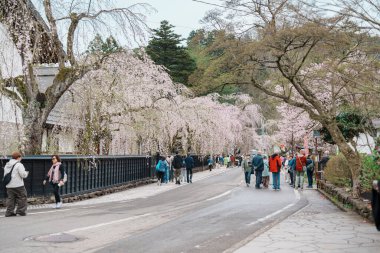 Kakunodate Samuray Köyü 'ndeki Sakura Kiraz Çiçeği ya da Kakunodate Kasabası' ndaki Küçük Kyoto, Akita Bölgesi, Japonya. Akita, Japonya, 23 Nisan 2025