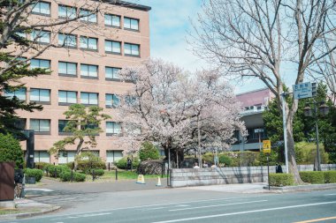 İlkbaharda kiraz ağacı ya da Ishiwarizakura kırılması. Iwate, Japonya 'nın Morioka şehrinde seyahat ediyor. Iwate, Japonya, 24 Nisan 2025