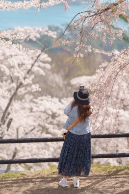 Matsushima Körfezi ve Sakura kiraz çiçekleri, Sendai şehri yakınlarındaki Saigyo modoshi no matsu parkından ilkbaharda çiçek açar. Miyagi Bölgesi, Tohoku, Japonya, 19 Nisan 2025