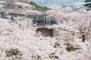 Baharda Sendai kenti yakınlarındaki Saigyo modoshi no matsu parkından Matsushima Körfezi yakınlarında kiraz çiçekleri açan Kafe le Roman. Miyagi Bölgesi, Tohoku, Japonya, 19 Nisan 2025