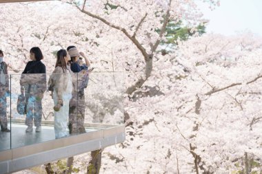 Baharda Sendai kenti yakınlarındaki Saigyo modoshi no matsu parkından Matsushima Körfezi yakınlarında kiraz çiçekleri açan Kafe le Roman. Miyagi Bölgesi, Tohoku, Japonya, 19 Nisan 2025