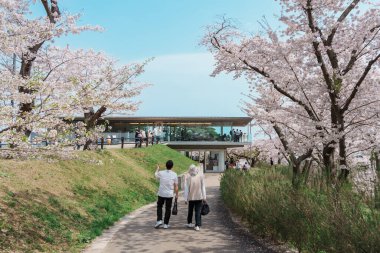 Baharda Sendai kenti yakınlarındaki Saigyo modoshi no matsu parkından Matsushima Körfezi yakınlarında kiraz çiçekleri açan Kafe le Roman. Miyagi Bölgesi, Tohoku, Japonya, 19 Nisan 2025