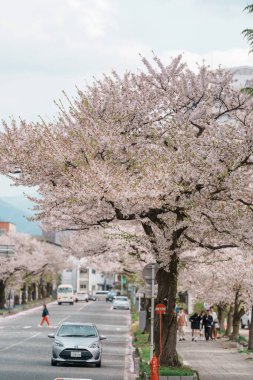 Bahar mevsiminde Kajo Park Yamagata Kalesi yakınlarında Kiraz Çiçeği Yolu. Yamagata Bölgesi, Tohoku, Japonya, 20 Nisan 2025