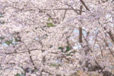 Güzel bir bahar günü, parkta mavi gökyüzüne karşı kiraz çiçeği, güneş ışığında çiçek açan Somei Yoshino Sakura. Japonya bahar sezonu için arka plan, şablon ve duvar kağıdı ve Hanami pikniği