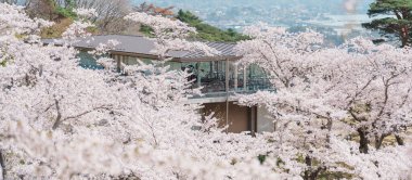 Matsushima Körfezi ve Sakura kiraz çiçekleri Saigyo modoshi no matsu park, Sendai şehri, Miyagi Bölgesi, Tohoku, Japonya. Şehir simgesi ve turistlerin ilgi odağı olmasıyla ünlüdür. Japonya gezisi