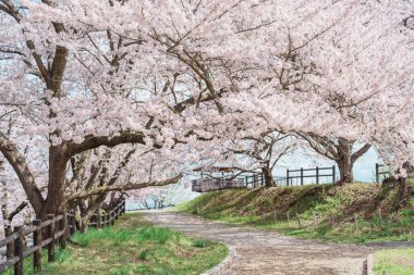 Bahar mevsiminde Sakura Kiraz Çiçeği ile Tendo Parkı veya Maizuru Parkı, Yamagata ilinin turistik merkezleri Tohoku, Japonya