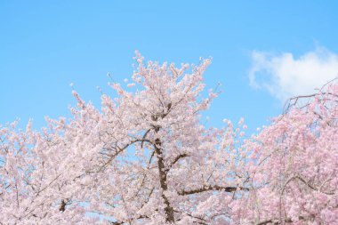 Güzel bir bahar günü, sakura kiraz çiçeği parkta mavi gökyüzüne karşı, Shidarezakura Ağlayan Kiraz gün ışığında çiçek açıyor. Japonya bahar sezonu için arka plan, şablon ve duvar kağıdı seyahat eder
