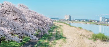 Kitakami Tenshochi Parkı ve Sakura Kiraz Çiçeği İlkbaharda, Kitakami Festivali. Iwate Bölgesi, Japonya 'da Iwate Dağı ve Kitakami Nehri. Seyahat ve Tatil için Meşhur Tarihi Yer