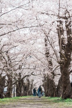 Kakunodate kasabası Semboku Bölgesi, Akita Bölgesi, Japonya 'daki Hinokinai Nehri nehir kıyısındaki güzel Sakura Kiraz Çiçeği. Bahar mevsiminde dönüm noktası ve tatil