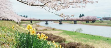 Kakunodate kasabası Semboku Bölgesi, Akita Bölgesi, Japonya 'daki Hinokinai Nehri nehir kıyısındaki güzel Sakura Kiraz Çiçeği. Bahar mevsiminde dönüm noktası ve tatil