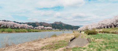 Kakunodate kasabası Semboku Bölgesi, Akita Bölgesi, Japonya 'daki Hinokinai Nehri nehir kıyısındaki güzel Sakura Kiraz Çiçeği. Bahar mevsiminde dönüm noktası ve tatil