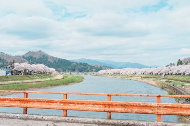 Kakunodate kasabası Semboku Bölgesi, Akita Bölgesi, Japonya 'daki Hinokinai Nehri nehir kıyısındaki güzel Sakura Kiraz Çiçeği. Bahar mevsiminde dönüm noktası ve tatil
