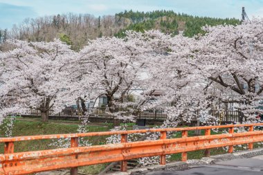 Kakunodate kasabası Semboku Bölgesi, Akita Bölgesi, Japonya 'daki Hinokinai Nehri nehir kıyısındaki güzel Sakura Kiraz Çiçeği. Bahar mevsiminde dönüm noktası ve tatil