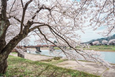 Kakunodate kasabası Semboku Bölgesi, Akita Bölgesi, Japonya 'daki Hinokinai Nehri nehir kıyısındaki güzel Sakura Kiraz Çiçeği. Bahar mevsiminde dönüm noktası ve tatil