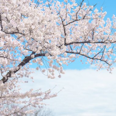 Güzel bir bahar günü, parkta mavi gökyüzüne karşı kiraz çiçeği, güneş ışığında çiçek açan Somei Yoshino Sakura. Japonya bahar sezonu için arka plan, şablon ve duvar kağıdı ve Hanami pikniği
