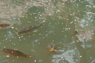 İlkbaharda Sakura Kiraz Çiçeği ile Hirosaki Kalesi 'nde yüzen balıklar Hirosaki, Aomori, Tohoku, Japonya' da seyahat ediyor. Japonya 'da çok ünlü. Seyahat ve Tatil varış yeri