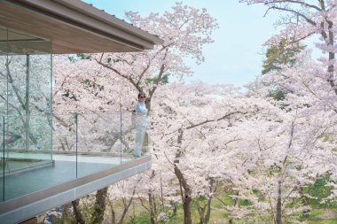 Baharda Sakura Kiraz Çiçeği 'ni gezen bir turist. Saigyo Modoshi no Matsu 'ya Matsushima Körfezi üzerinden seyahat eden mutlu gezgin, Miyagi Bölgesi, Japonya. Meşhur Tarihi Yer ve Tatil