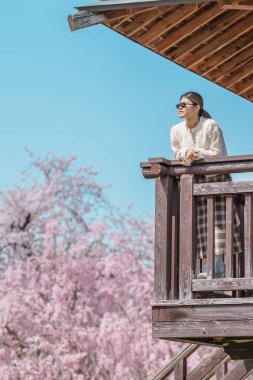 Baharda Sakura Kiraz Çiçeği 'ni gezen bir turist, Japonya' nın Tohoku kentindeki Yamagata bölgesindeki Tendo Park veya Maizuru Park 'ta gezen mutlu bir gezgin. Meşhur Seyahat ve Tatil Tarihi