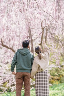 Baharda Sakura Kiraz Çiçeği 'ni gezen bir çift, Japonya' nın Tohoku kentindeki Yamagata bölgesindeki Tendo Park veya Maizuru Park 'ta gezen mutlu gezgin. Meşhur Seyahat ve Tatil Tarihi