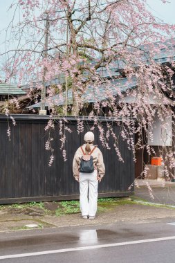 Baharda Sakura Kiraz Çiçeği 'ni gezen bir turist. Mutlu gezginler Samuray Köyü 'ne ya da Kakunodate kasabası Semboku Bölgesi, Akita Bölgesi, Japonya' daki Küçük Kyoto 'ya seyahat eder. Tarihi Eserler ve Tatil