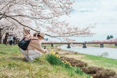 Baharda Sakura Kiraz Çiçeği 'ni gezen bir turist. Mutlu gezginler Japonya 'nın Akita ilinin Semboku ilçesindeki Kakunodate kasabasındaki Hinokinai Nehri nehir kıyısı yakınlarında seyahat ederler. Tarihi Eserler ve Tatil